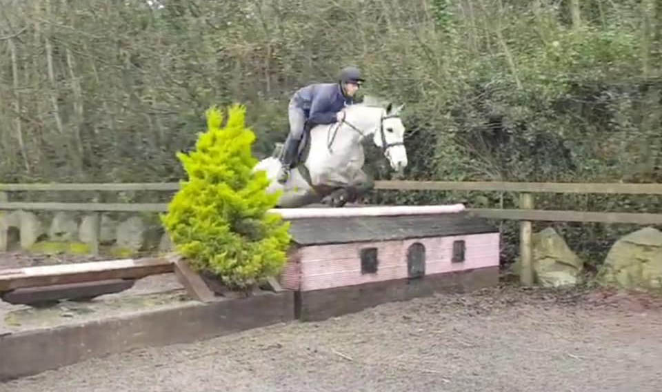 Pq Sport Horses